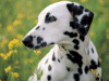 Captcha image 3139